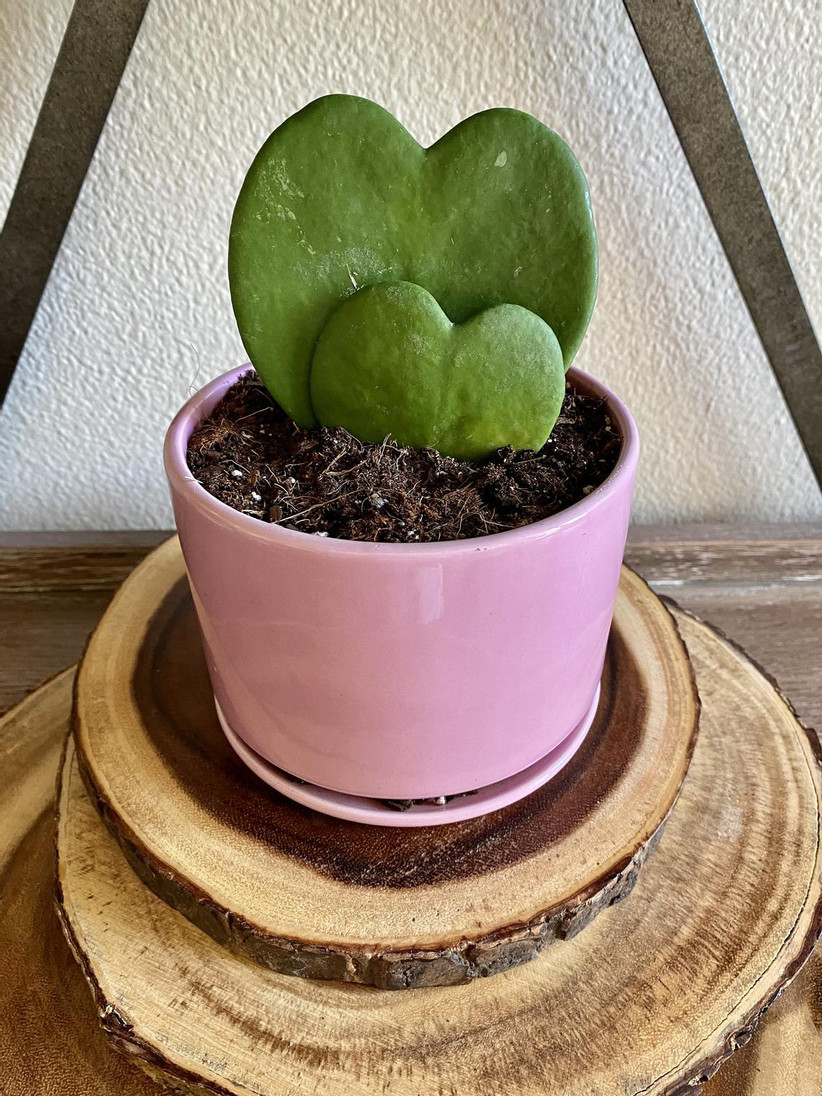 Pink plater with small and large Hoya succulents