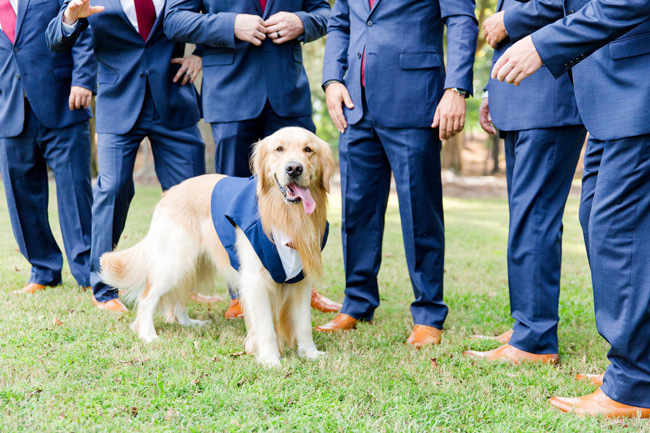 Получение свадебных идей для любителей собак