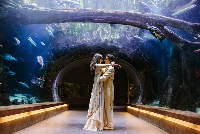 Unconventional Wedding Venues | Zoos and Aquariums