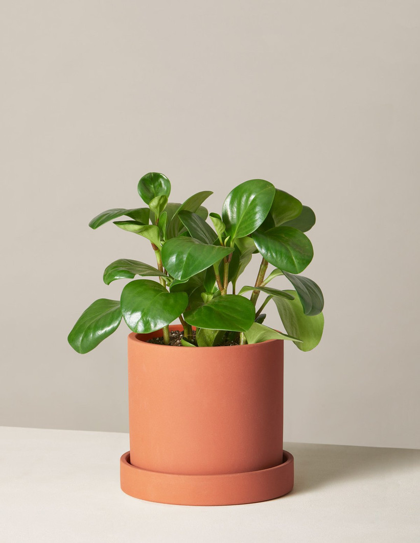 Leafy green house plant in terracotta planter