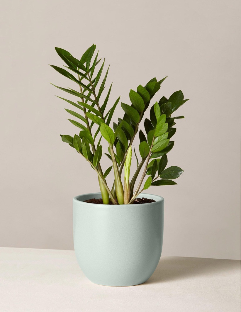 Vibrant green house plant in a pretty baby blue pot