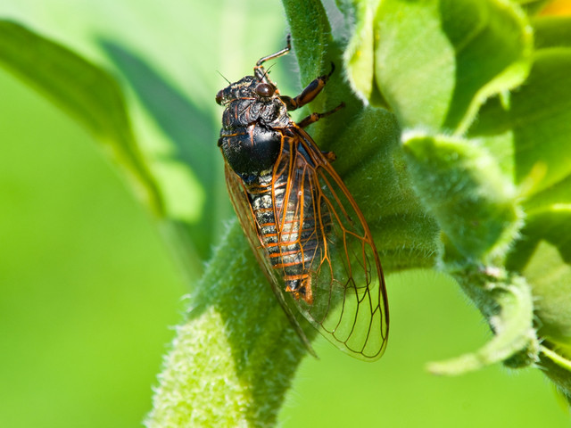 Как цикады могут повлиять на вашу свадьбу и что с этим делать