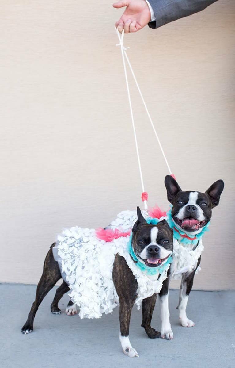 French bulldogs in wedding party dressed in white